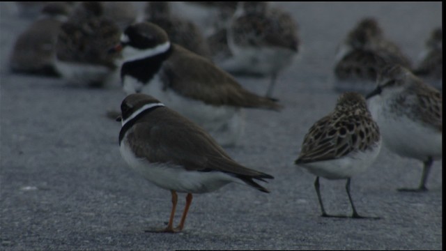 Semipalmated Plover - ML411348