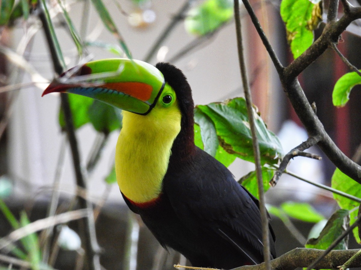 Keel-billed Toucan - ML411348741