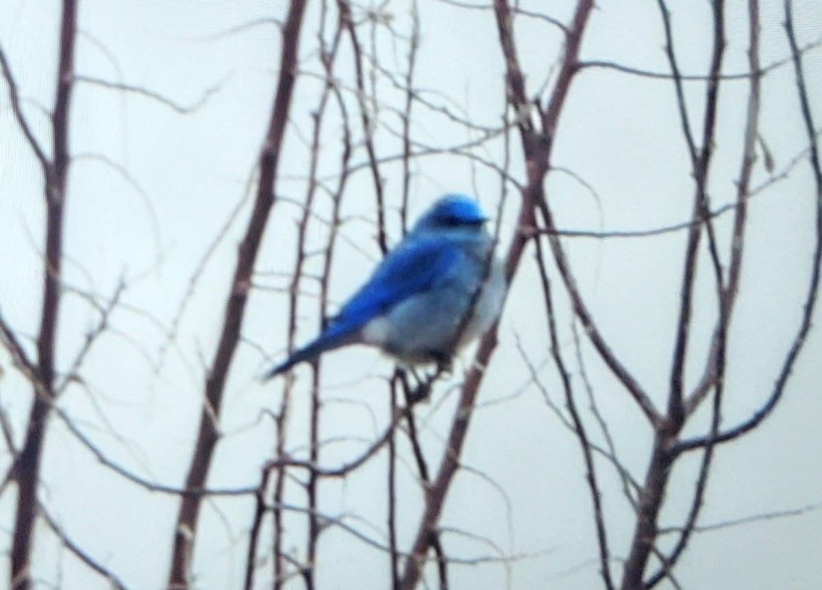 Mountain Bluebird - ML411349121