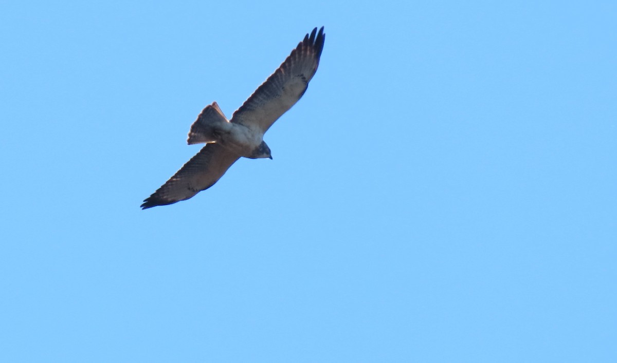 Swainson's Hawk - ML411350911