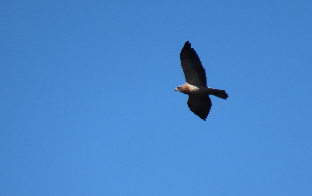 Swainson's Hawk - ML411350981