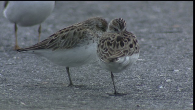 Semipalmated Sandpiper - ML411351