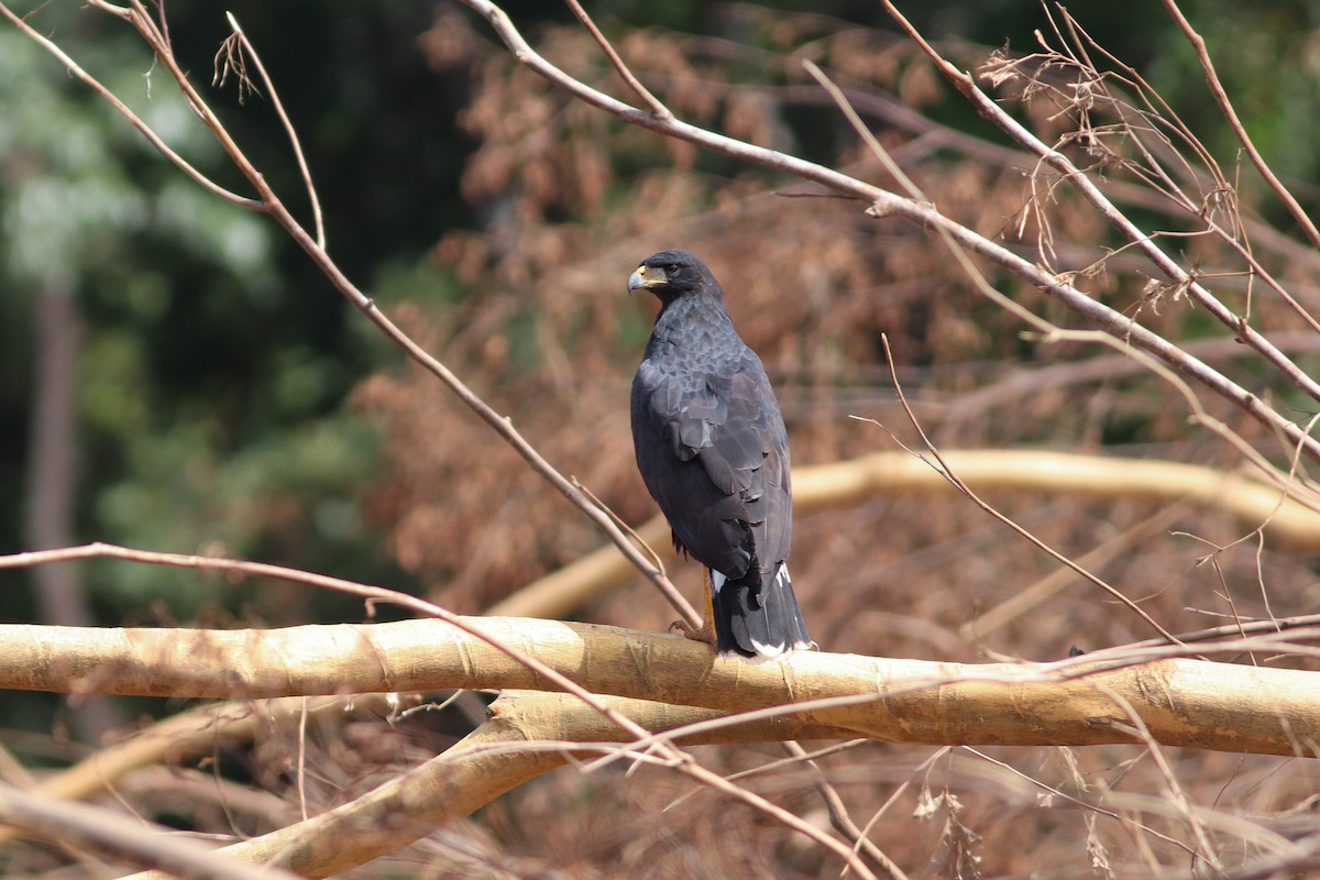 Great Black Hawk - ML411351741