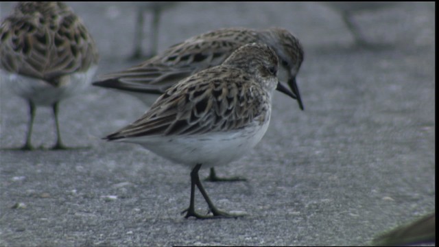 Semipalmated Sandpiper - ML411352