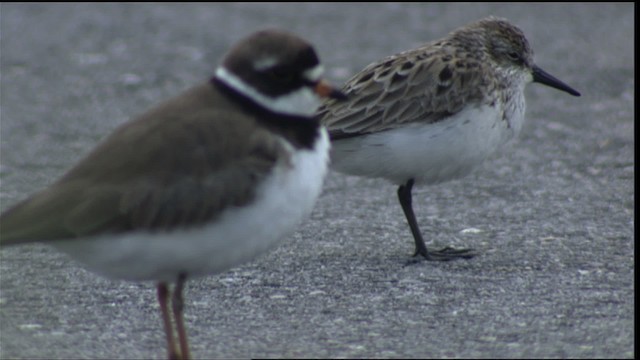 Semipalmated Plover - ML411353