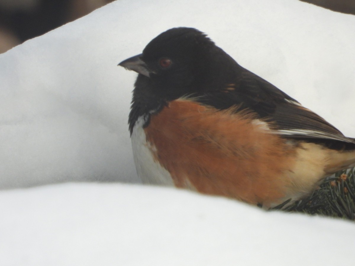 Eastern Towhee - James Wojewodzki