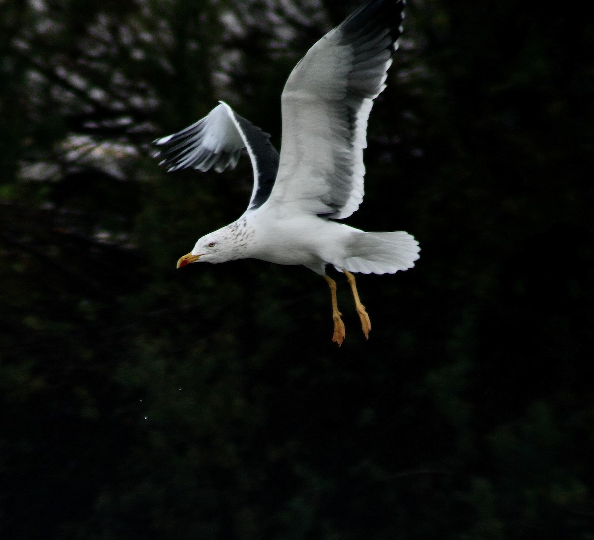 Lesser Black-backed Gull - ML411357331