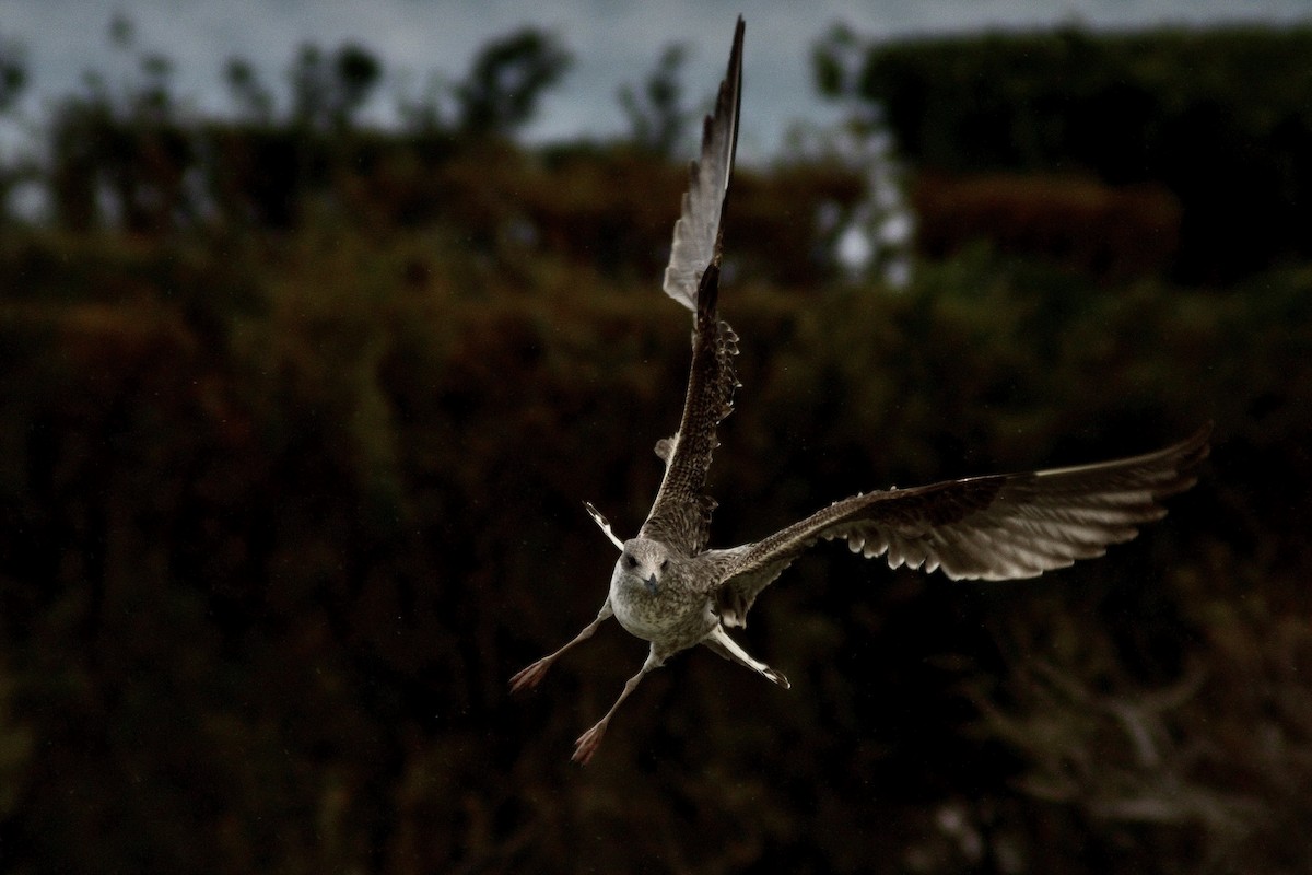 Lesser Black-backed Gull - ML411357361