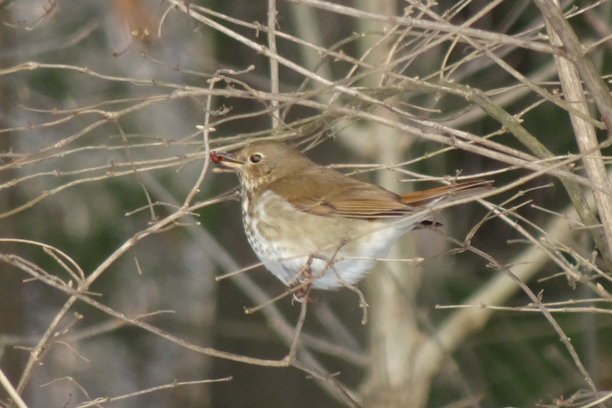 Hermit Thrush - ML411357831