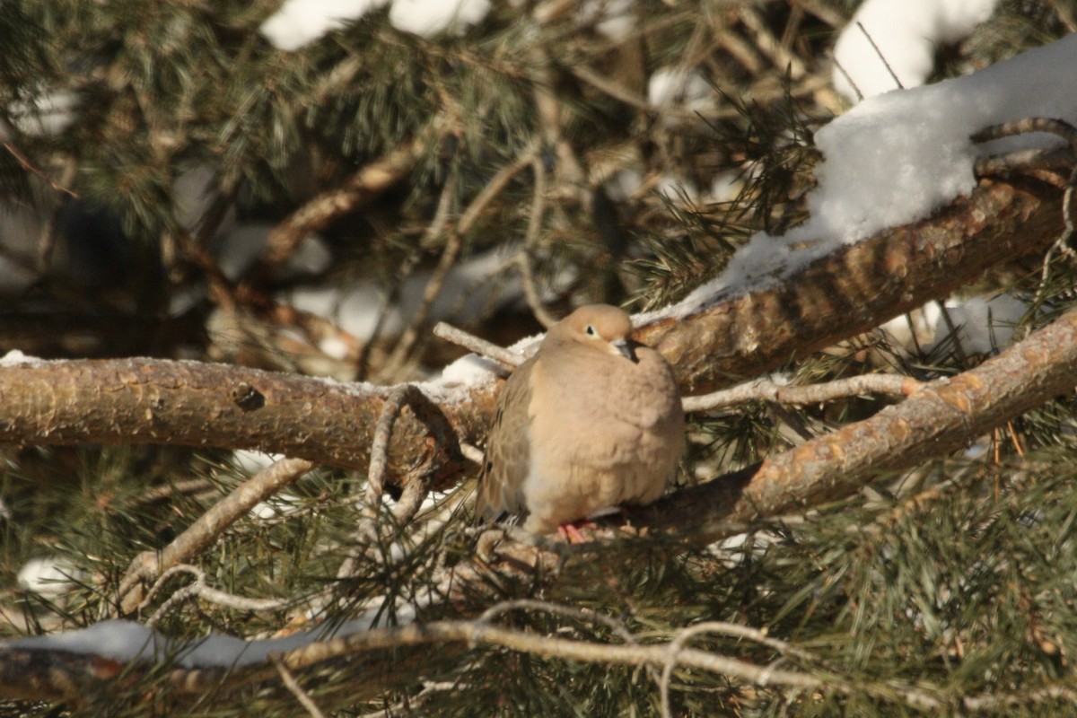 Mourning Dove - Nicolas Main