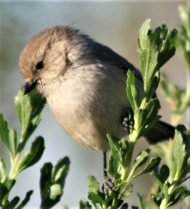 Bushtit - ML411358791