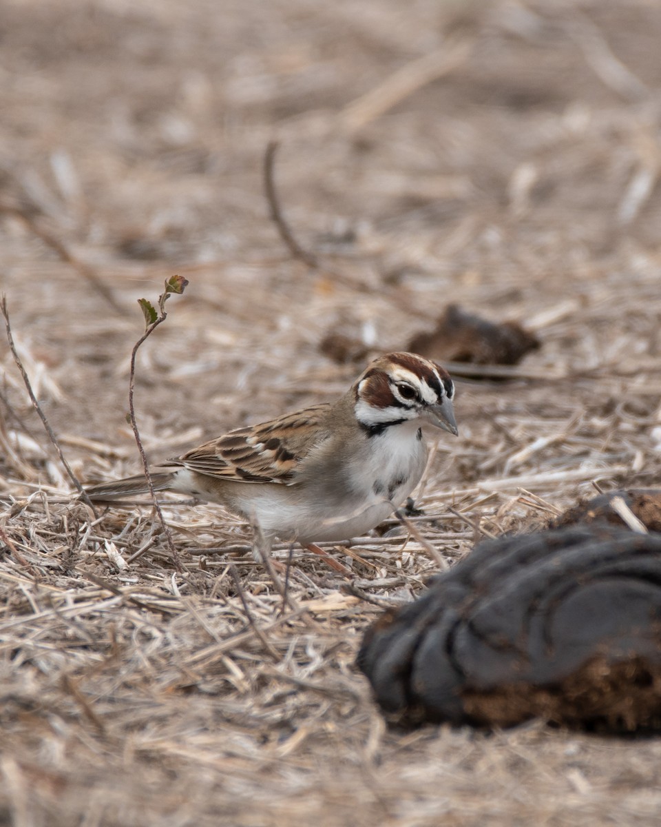 Lark Sparrow - ML411358931