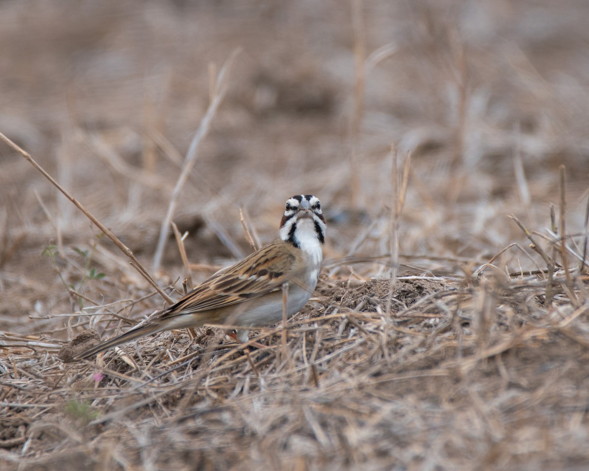 Lark Sparrow - ML411359081