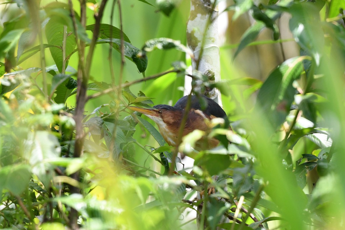 Least Bittern - ML411360531