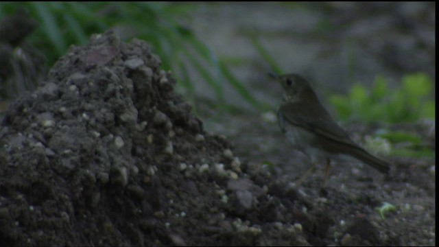 Bicknell's Thrush - ML411362