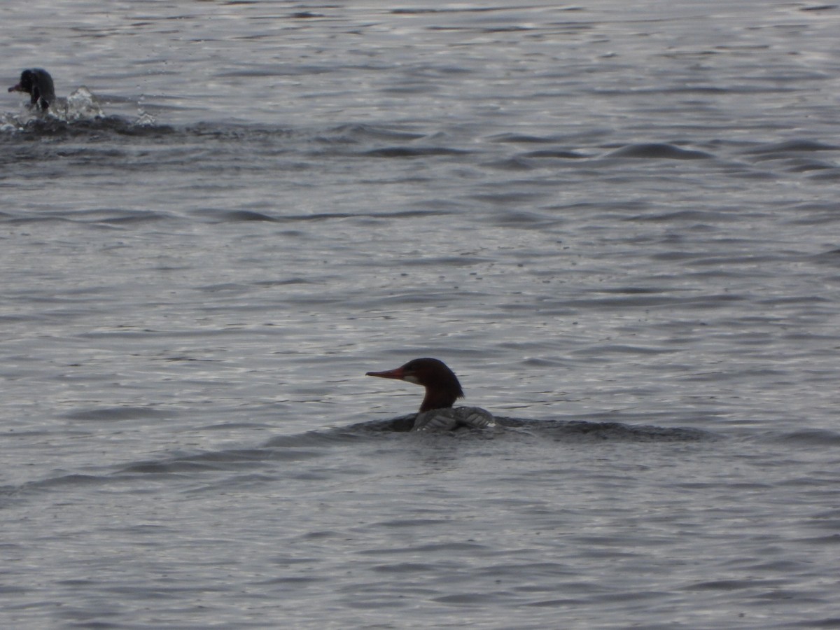 Common Merganser - ML411362041