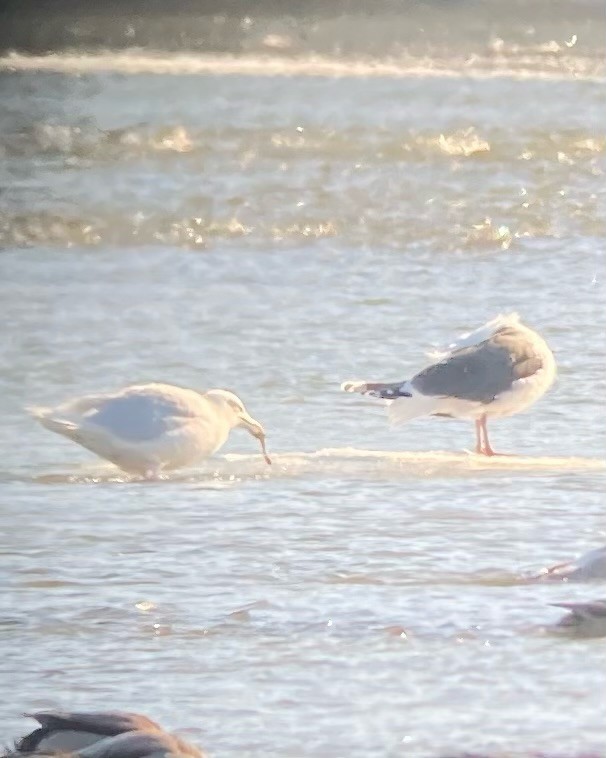 Glaucous Gull - ML411362601
