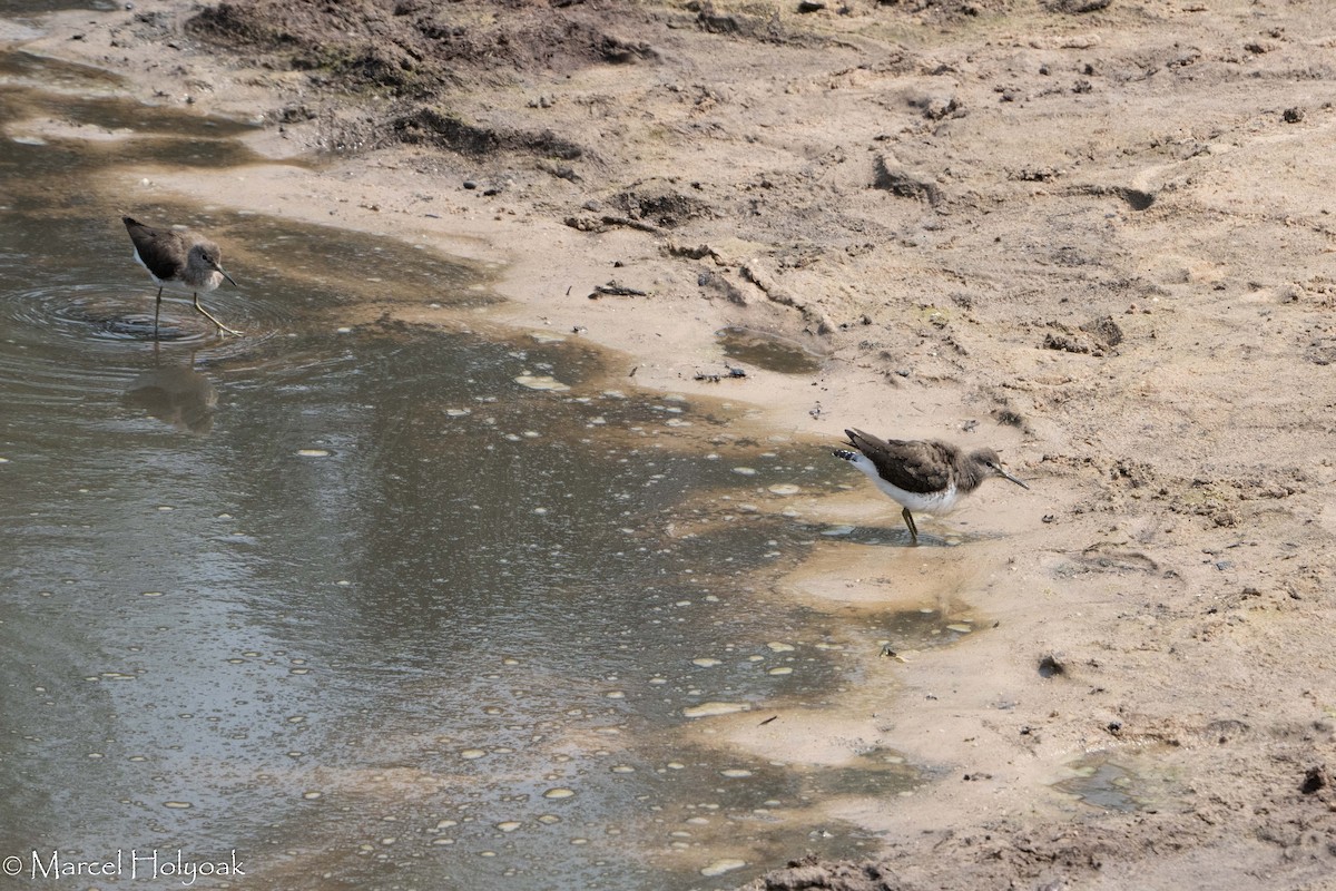 Green Sandpiper - ML411363261