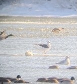 Glaucous Gull - ML411363381