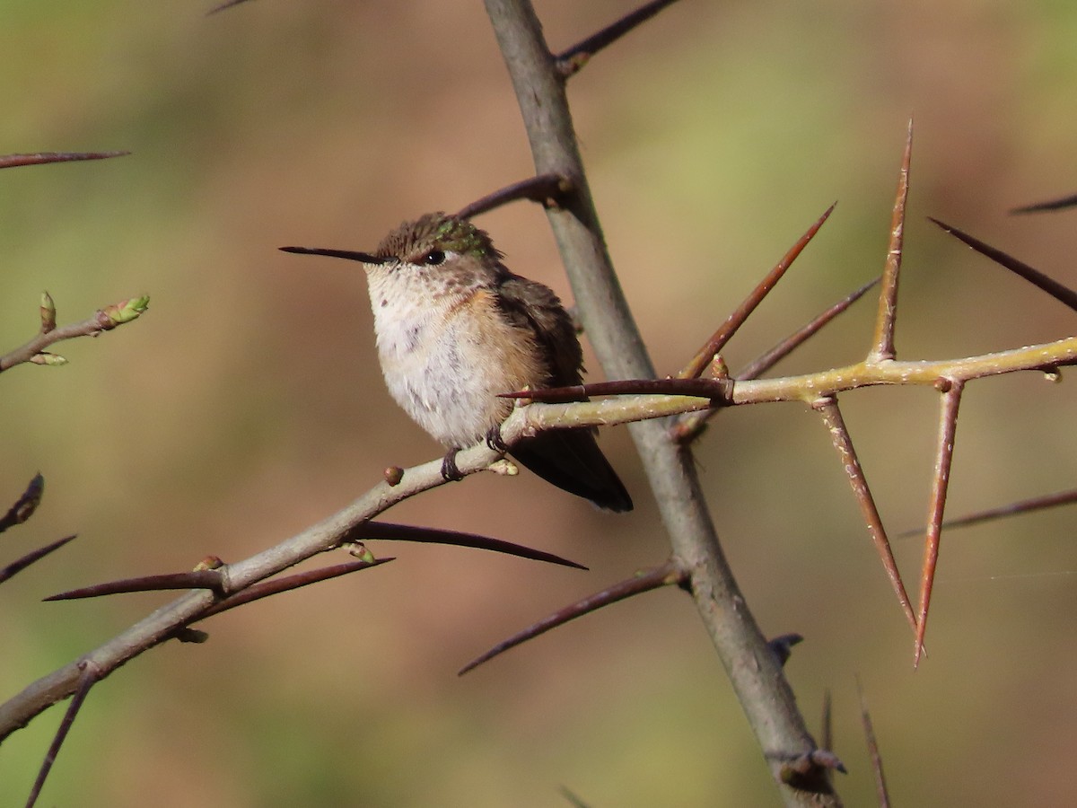Calliope Hummingbird - ML411363761