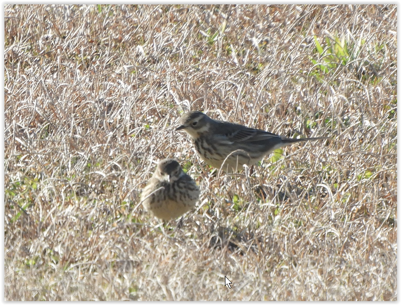 American Pipit - ML411363901