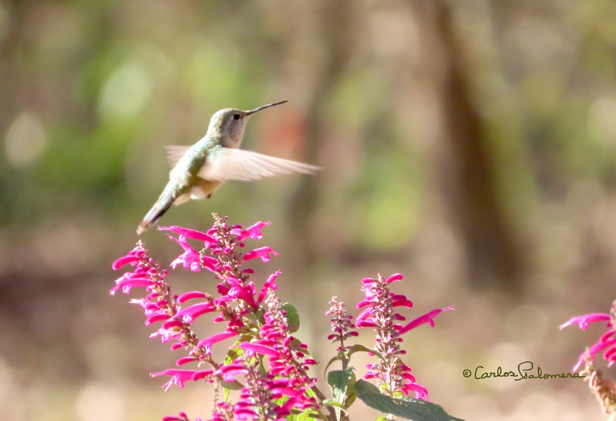 Broad-tailed Hummingbird - ML411364151
