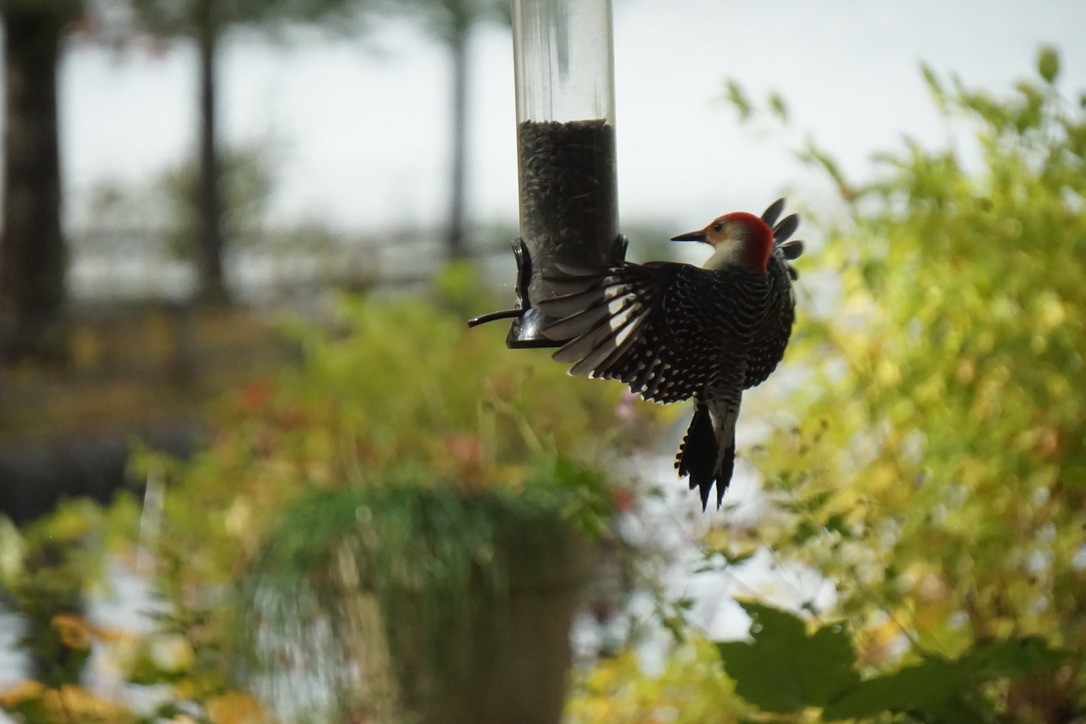 Red-bellied Woodpecker - ML411364671