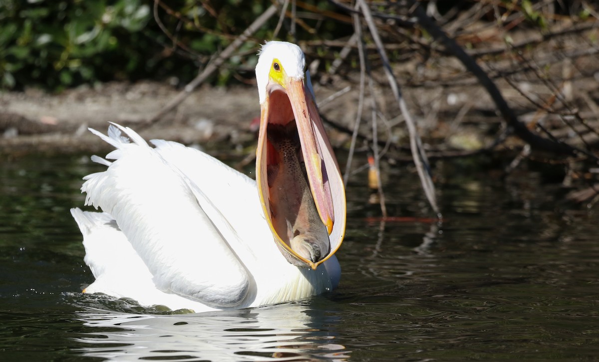 American White Pelican - ML411365441