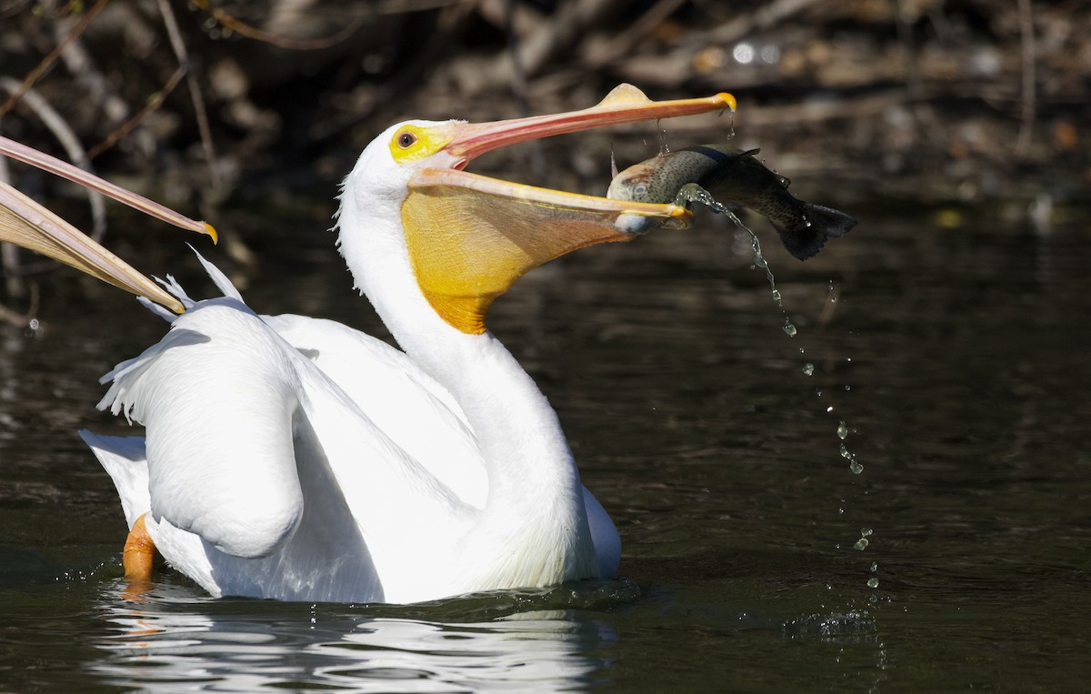 American White Pelican - ML411365481