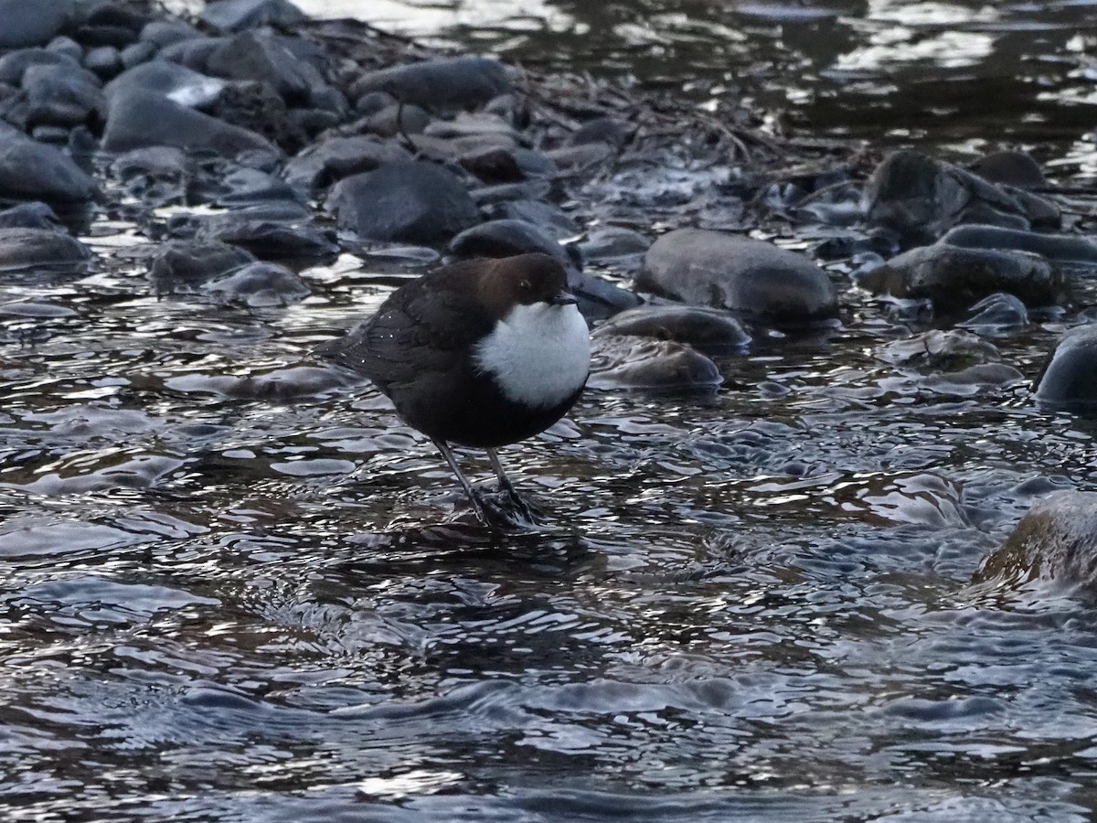 White-throated Dipper - ML411366591