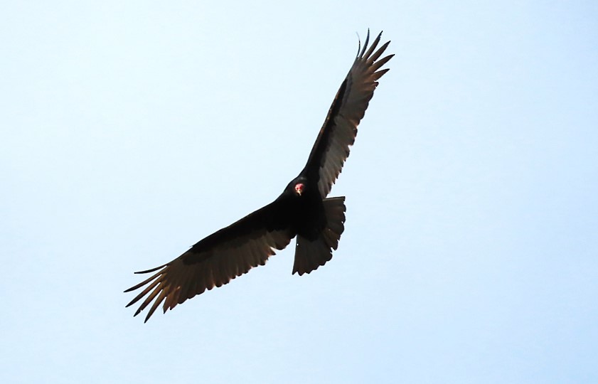 Turkey Vulture - ML411366911