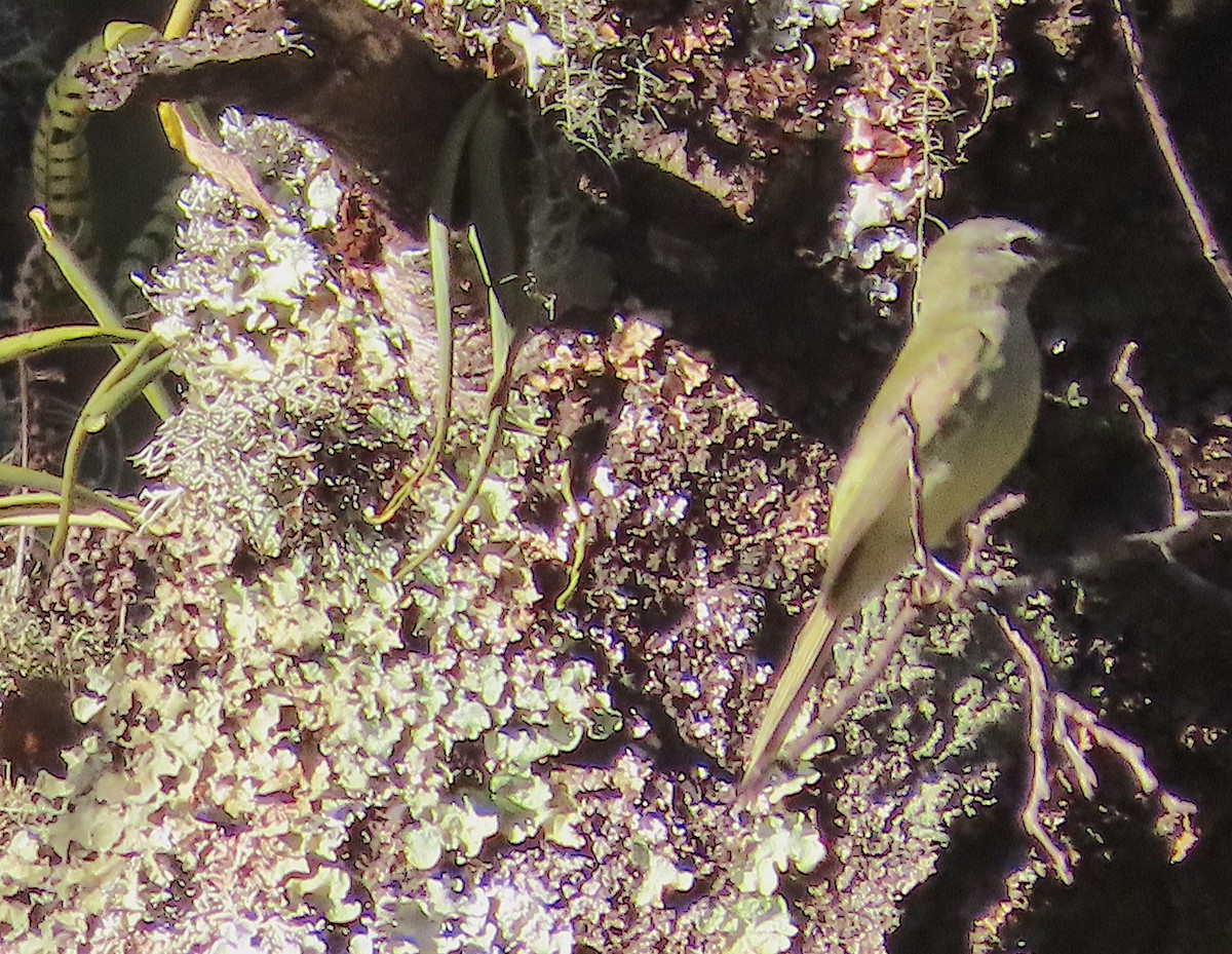 Warbling Vireo - ML411367001