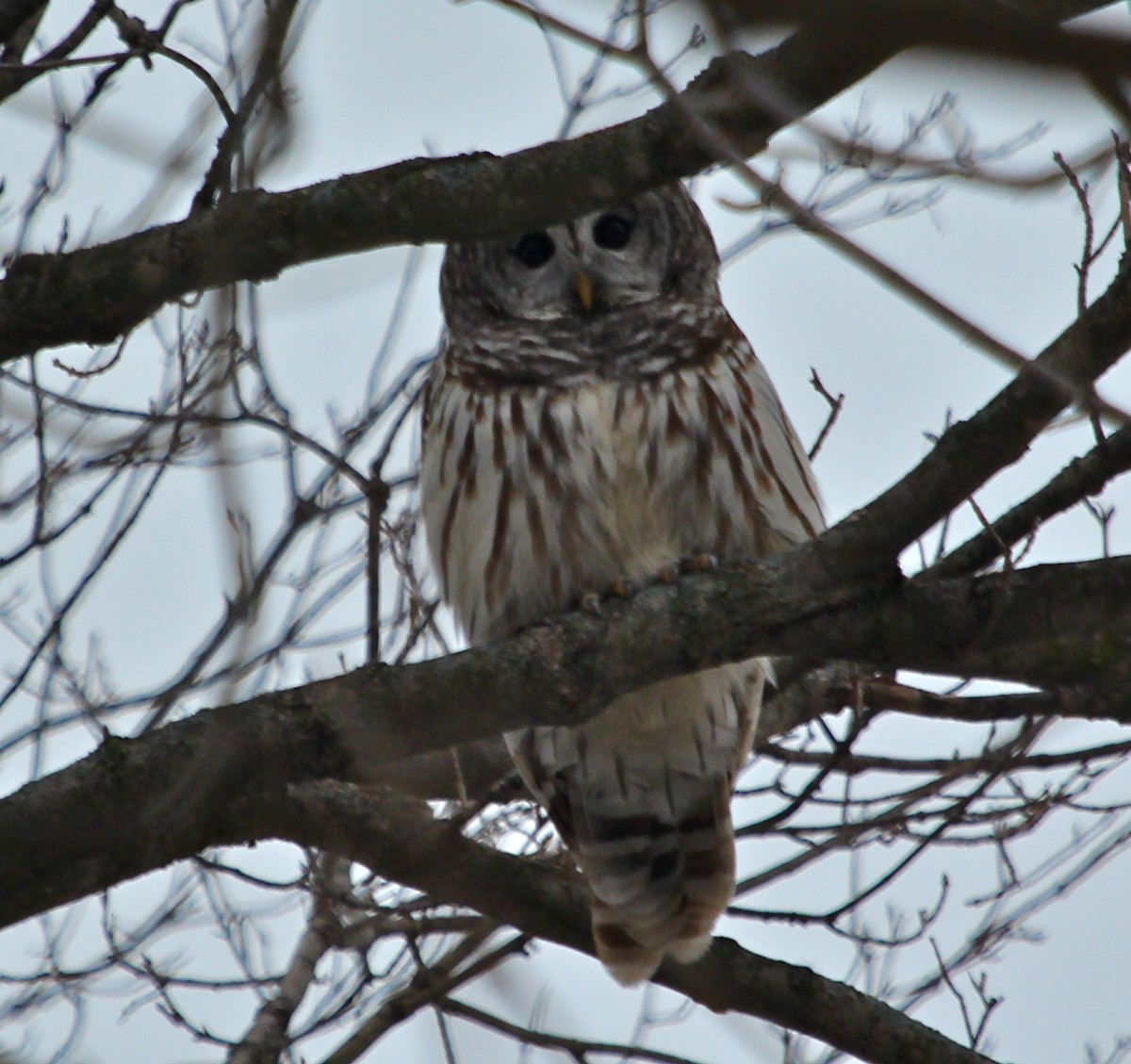 Barred Owl - ML41136741
