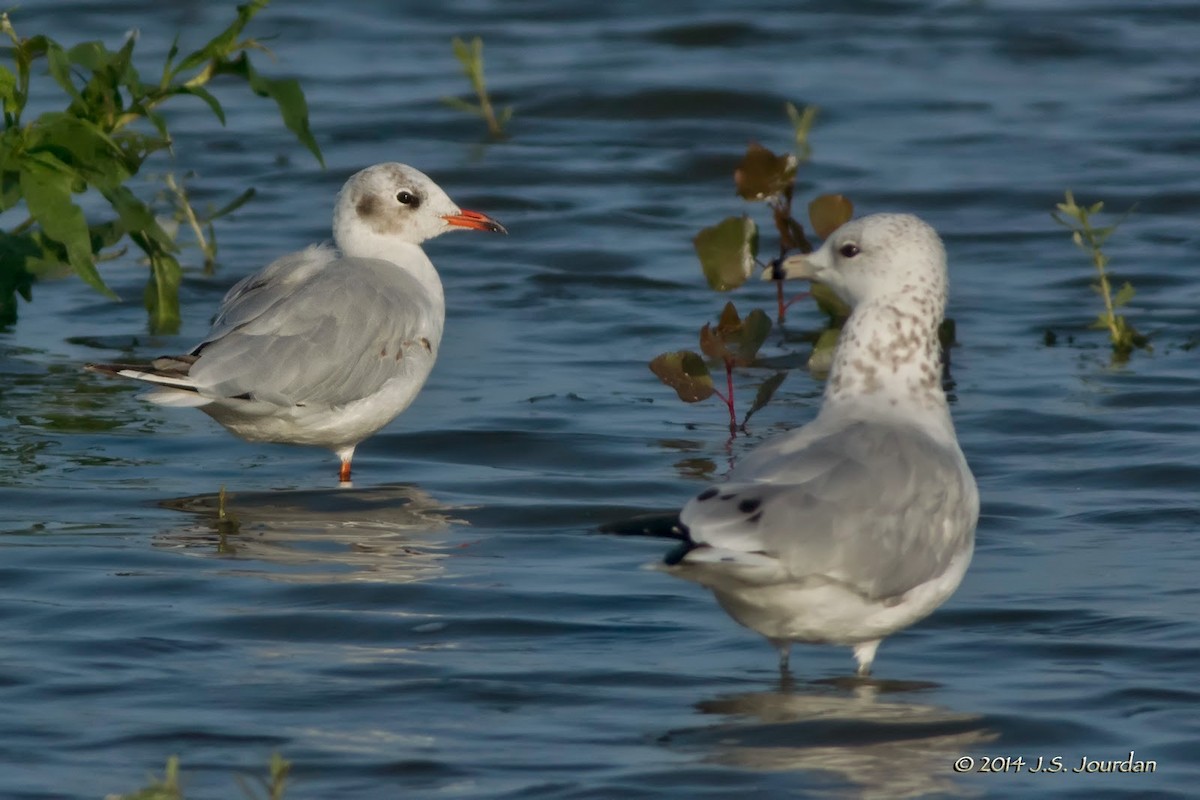 Black-headed Gull - ML411367611