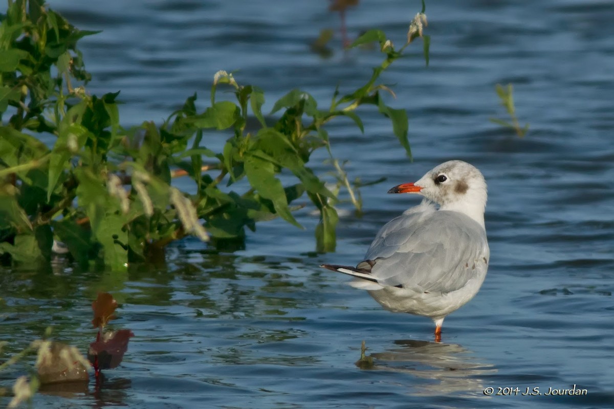 Mouette rieuse - ML411367621