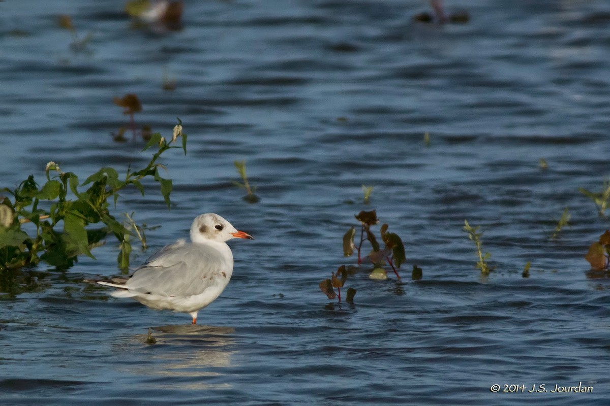 Gaviota Reidora - ML411367641