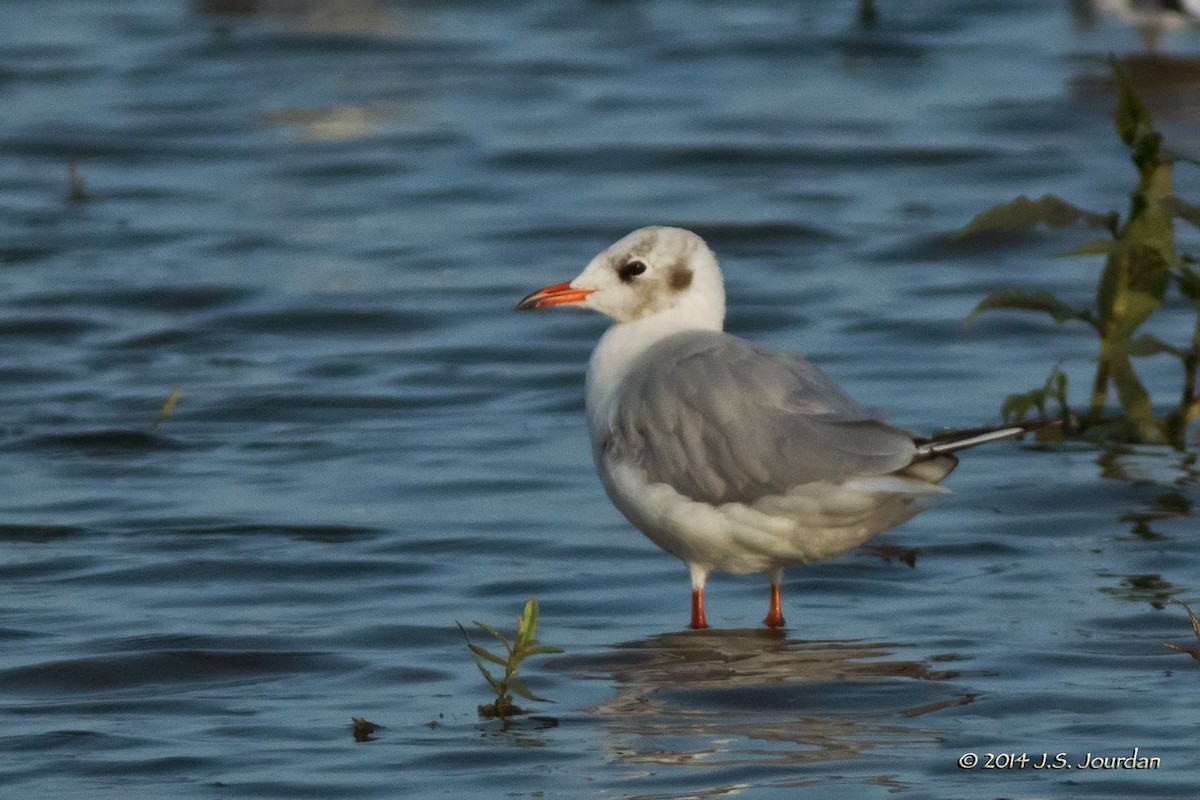 Mouette rieuse - ML411367671
