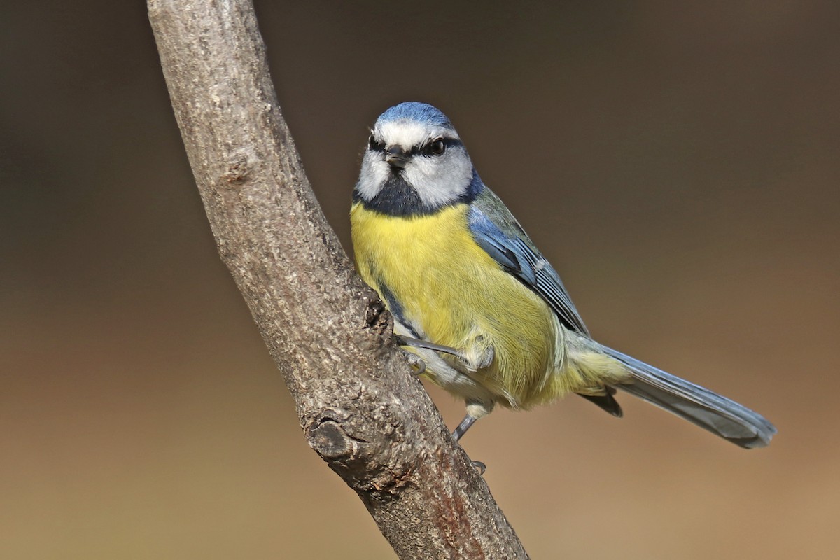 Eurasian Blue Tit - ML411367971