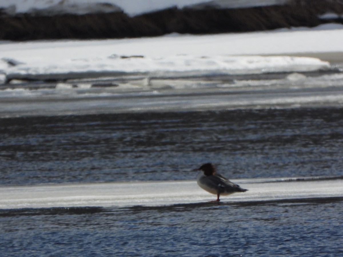 Common Merganser - ML411368221