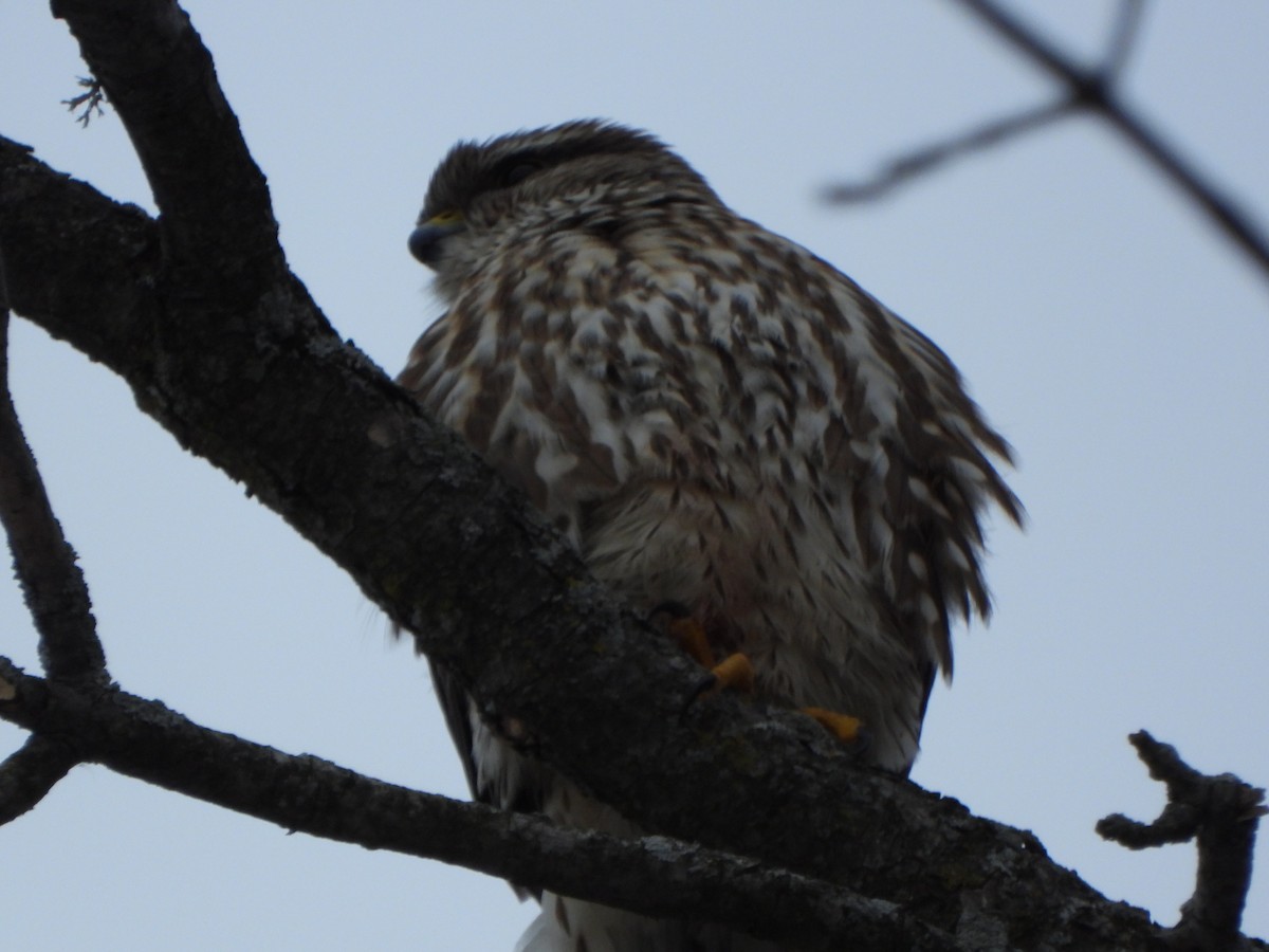Merlin - ML411368581