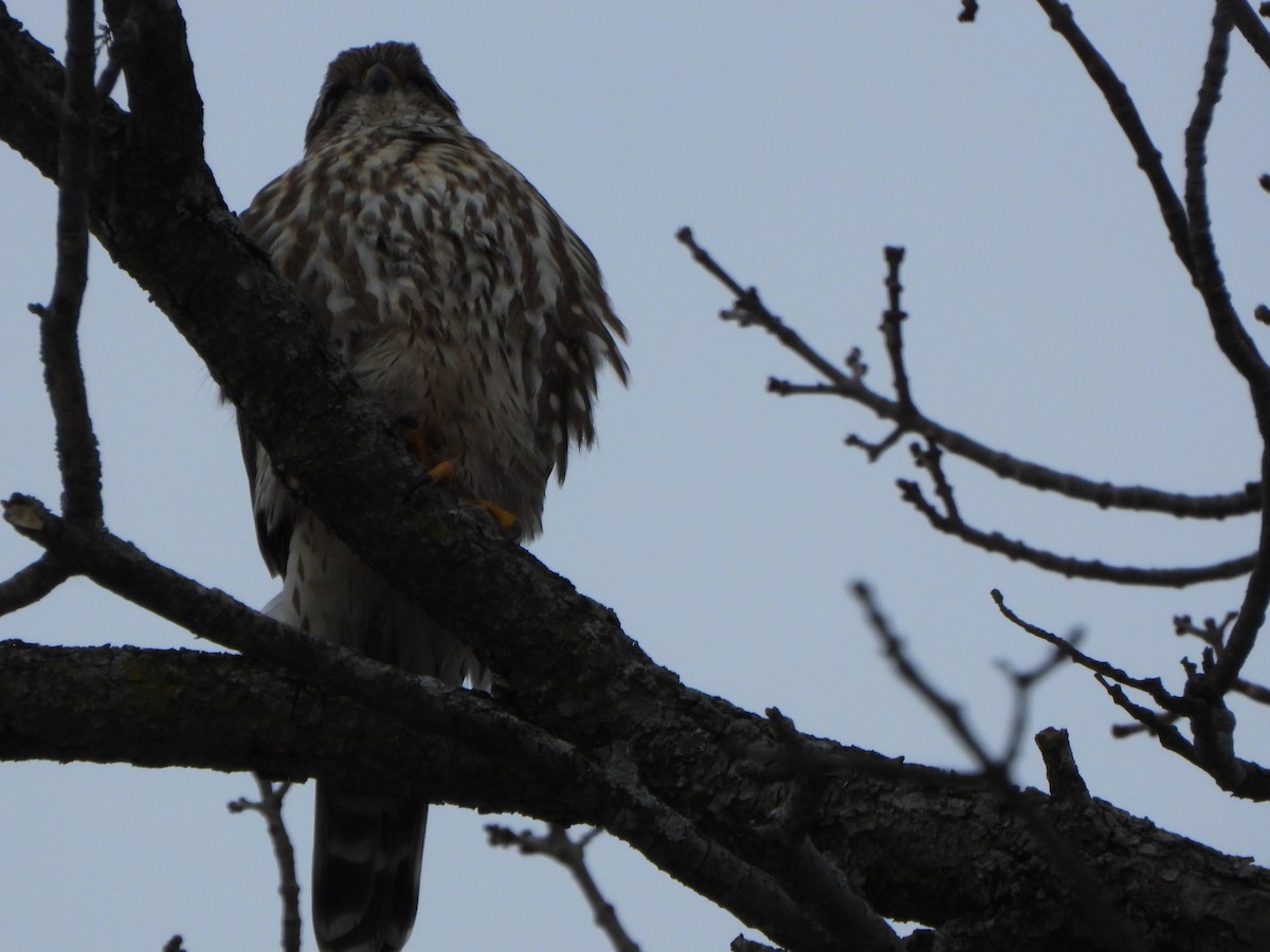 Merlin - ML411368601