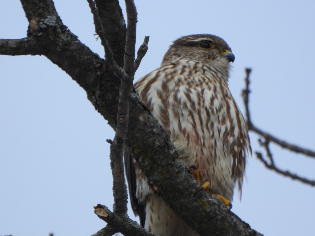 Merlin - ML411368621