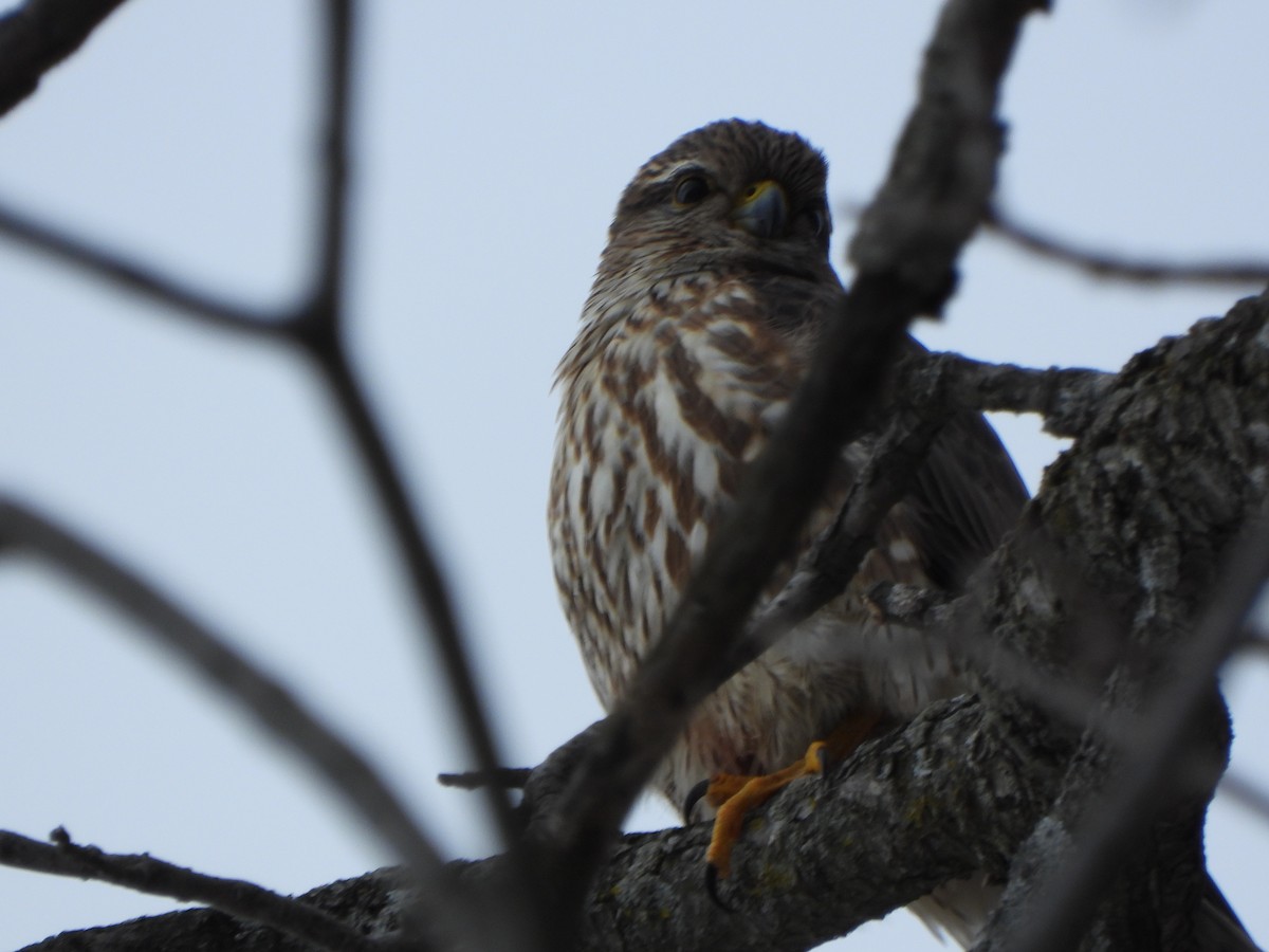 Merlin - ML411368631