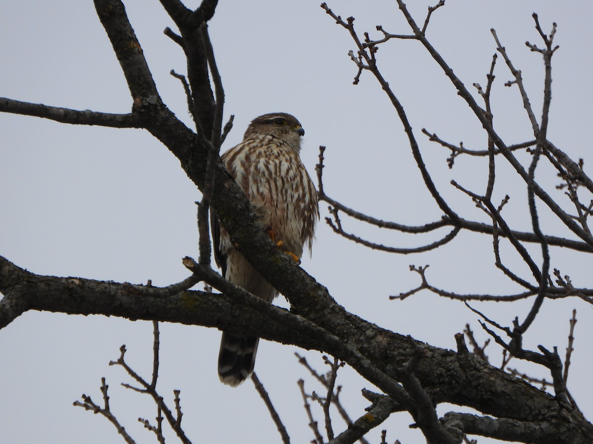 Merlin - ML411368641