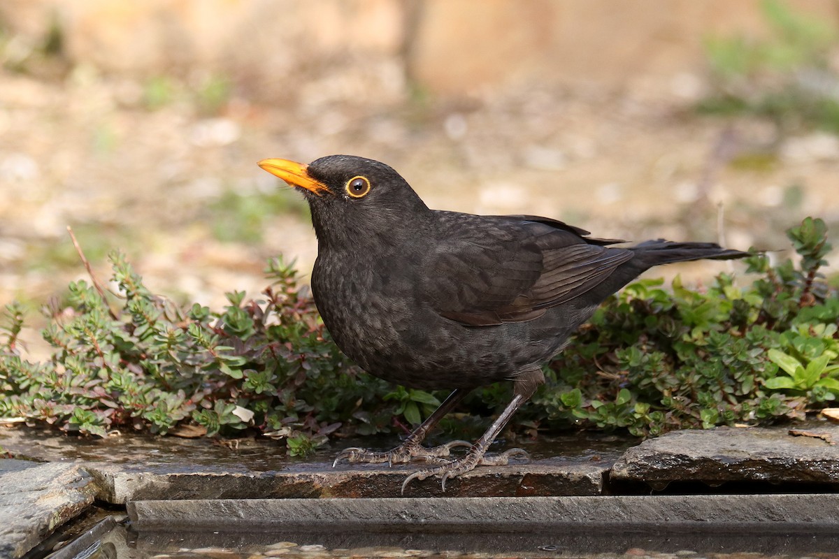 Eurasian Blackbird - Francisco Barroqueiro