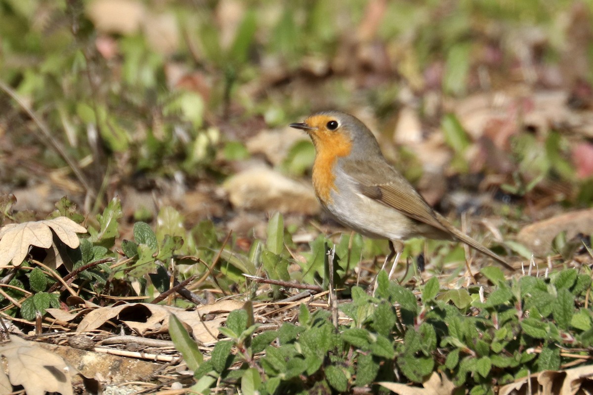 European Robin - ML411368931