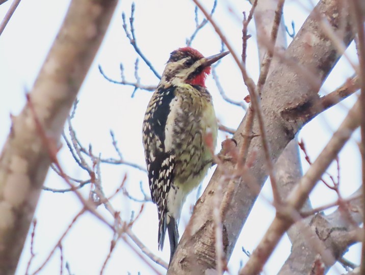 Yellow-bellied Sapsucker - ML411370261