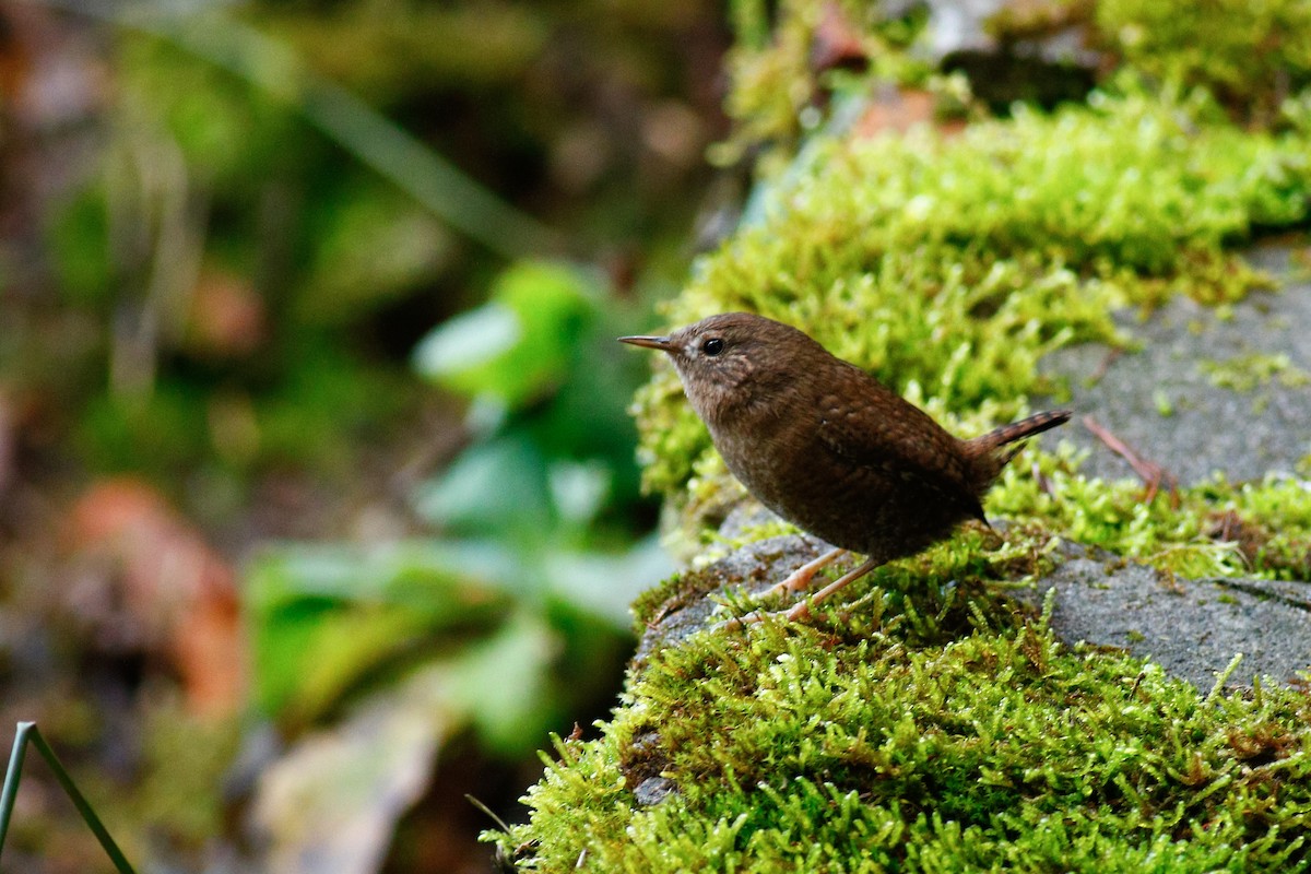 Eurasian Wren - ML411370381