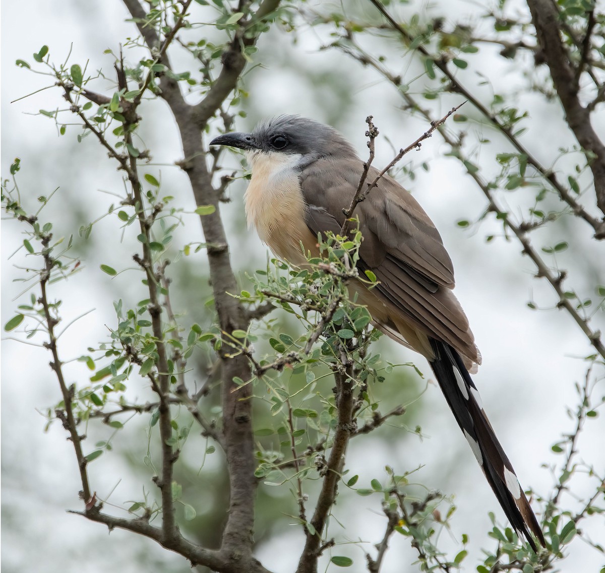 Dark-billed Cuckoo - ML411370511