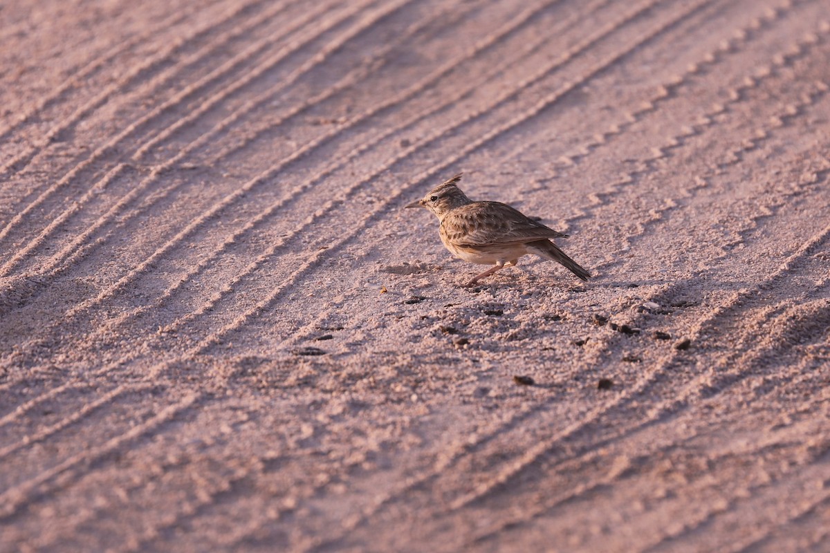 Crested Lark - ML411370821